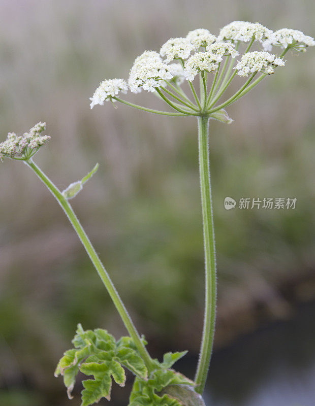 大猪草(Heracleum sphondylium)